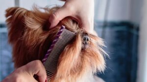 Dog grooming - brushing