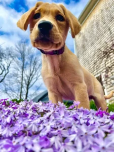 Dog in spring