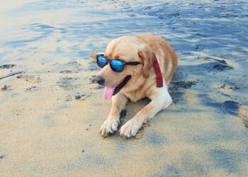 Vacationing with your dog: Ten tips for a good trip