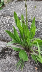 Spitzwegerich - real all -rounder