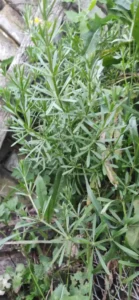 Climbing abbreviation - supports the detoxification