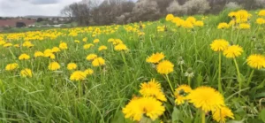 Dandelion - a real power package