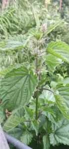 Nettle - absolute all -rounder