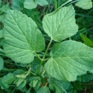 Giersch - full of vital substances