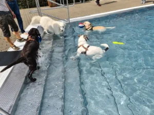 Dog chimney new balls