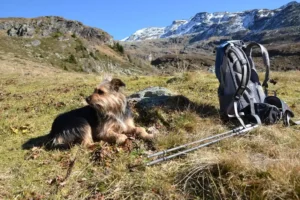 Hiking fun for humans and dogs
