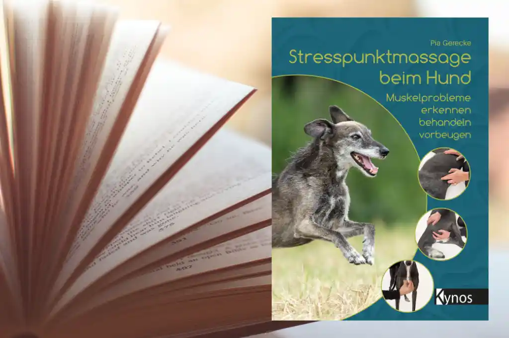 Structure massage at the dog - dog messages