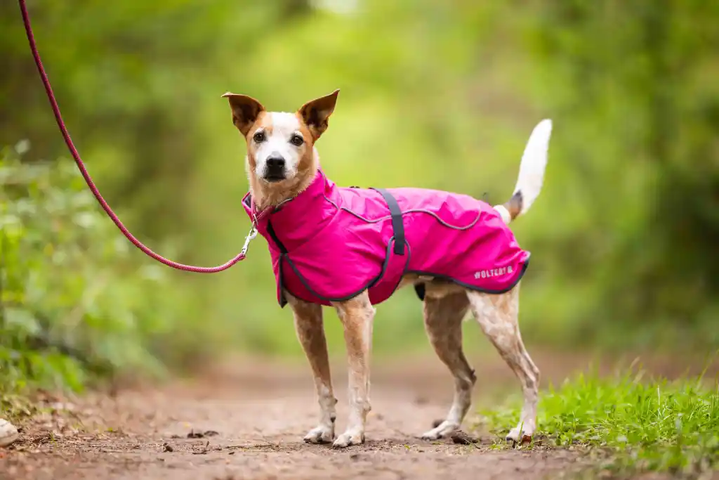 So dogs master the cold season