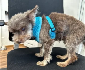 Abandoned dog in cat box - Freiburg Police