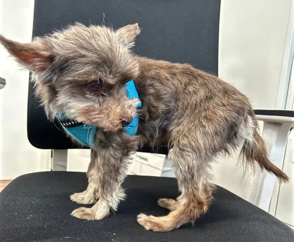 Freiburg police are looking for witnesses: Abandoned dog in cat box