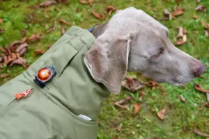 @Theo&Emma - OSKAR dog winter coat