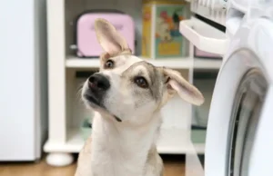 Clicker training with dogs