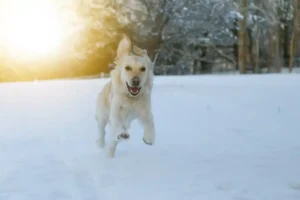 Dog in the snow