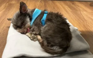 Abandoned dog in cat box - Freiburg Police