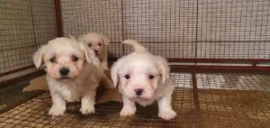 Illegal puppy trade