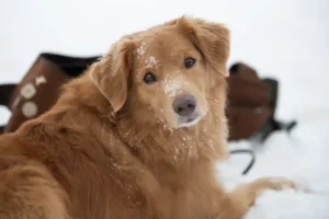 Everyday exercises for every dog