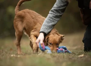 Everyday exercises for every dog