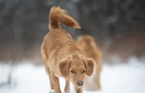 Everyday exercises for every dog