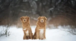 Everyday exercises for every dog