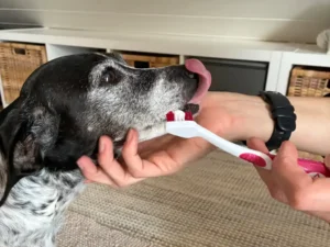 Medical training with dogs
