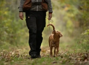 Everyday exercises for every dog