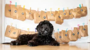 Dog with Advent calendar