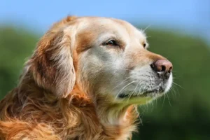 This is how the dog stays fit as it gets older