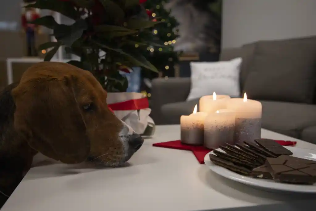 Christmas - disastrous holiday traps for dogs & Co.