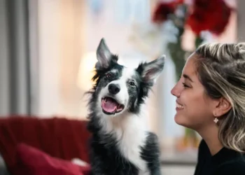 Meaningful Christmas gifts for dogs – DogNews