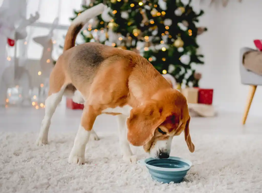 Süße Gefahr für Hunde an Weihnachten