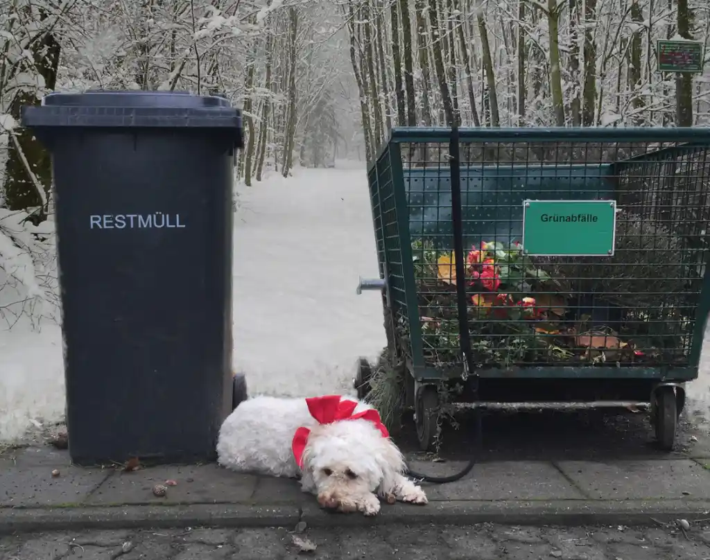 Placement stop – animals are not gifts!