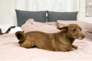 New Year's Eve - no fun for dogs