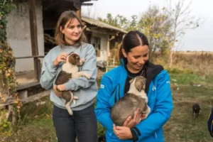 PETA and Martin Rütter's team in action in Romania