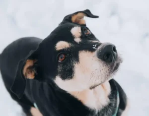Placement stop – animals are not gifts