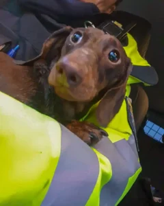 The heart beats for animals even after the end of the service