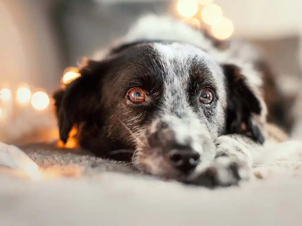 Schmerzen beim Hund erkennen