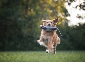 Playing with the dog: Bringing instead of dropping off