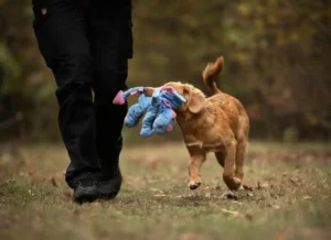 Playing with the dog: Bringing instead of dropping off
