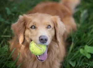 Playing with the dog: Bringing instead of dropping off