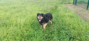 Fenja on the way