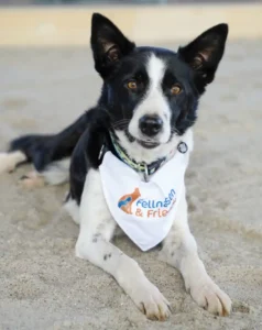Fellnasen & Friends pet fair in Husum