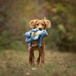 Playing with the dog: Bringing instead of dropping off