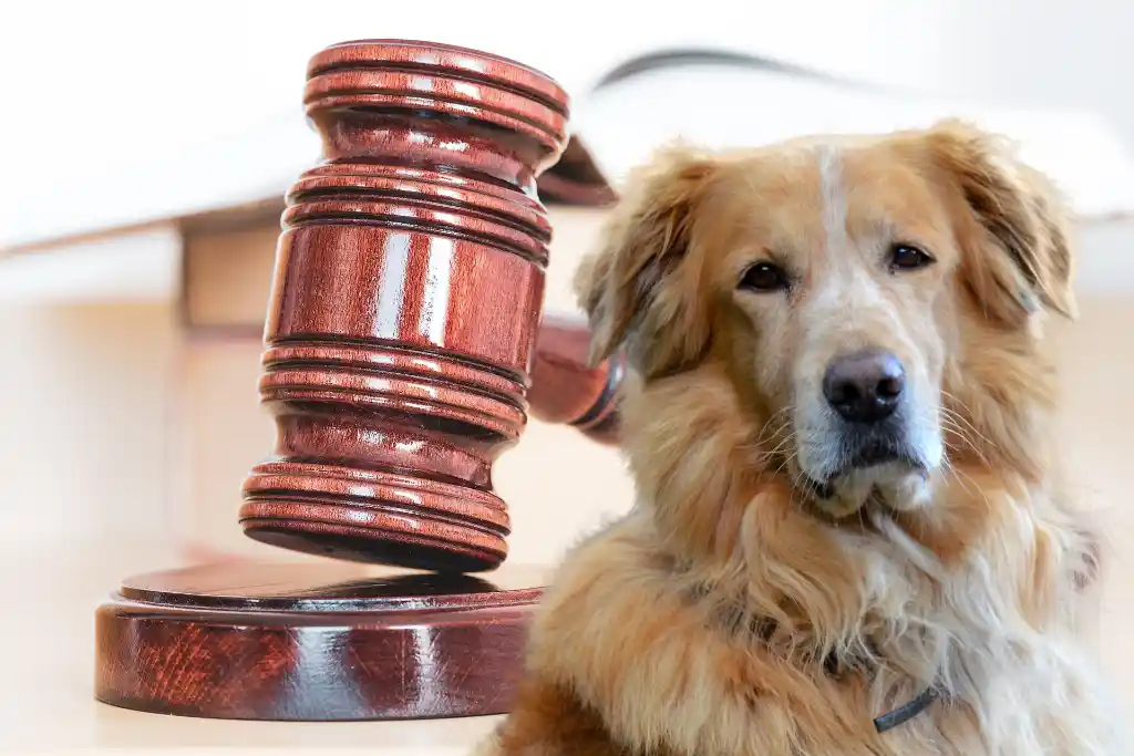 Species-appropriate animal husbandry: What the law provides