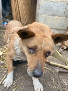 Animal rescue - Marinka District/Ukraine