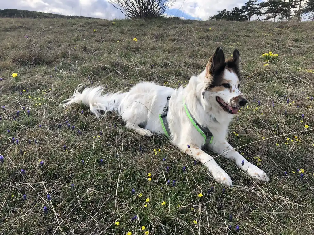 Hund und Katze vor Zecken schützen