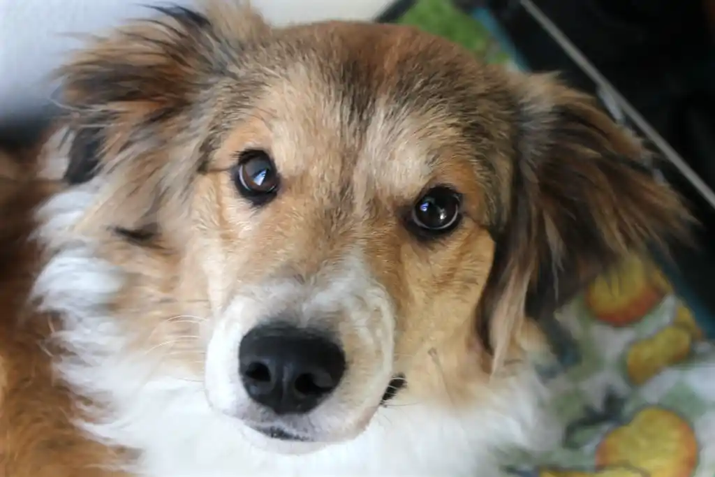 Fellwechsel beim Hund