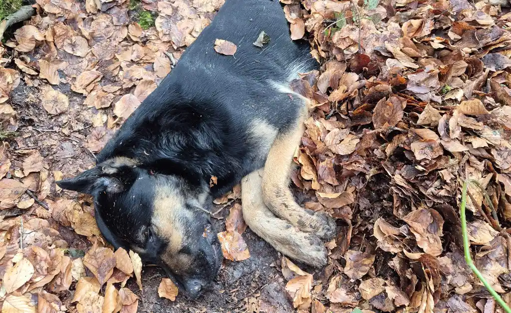 Witnesses wanted: helpless dog found in Karlum Forest