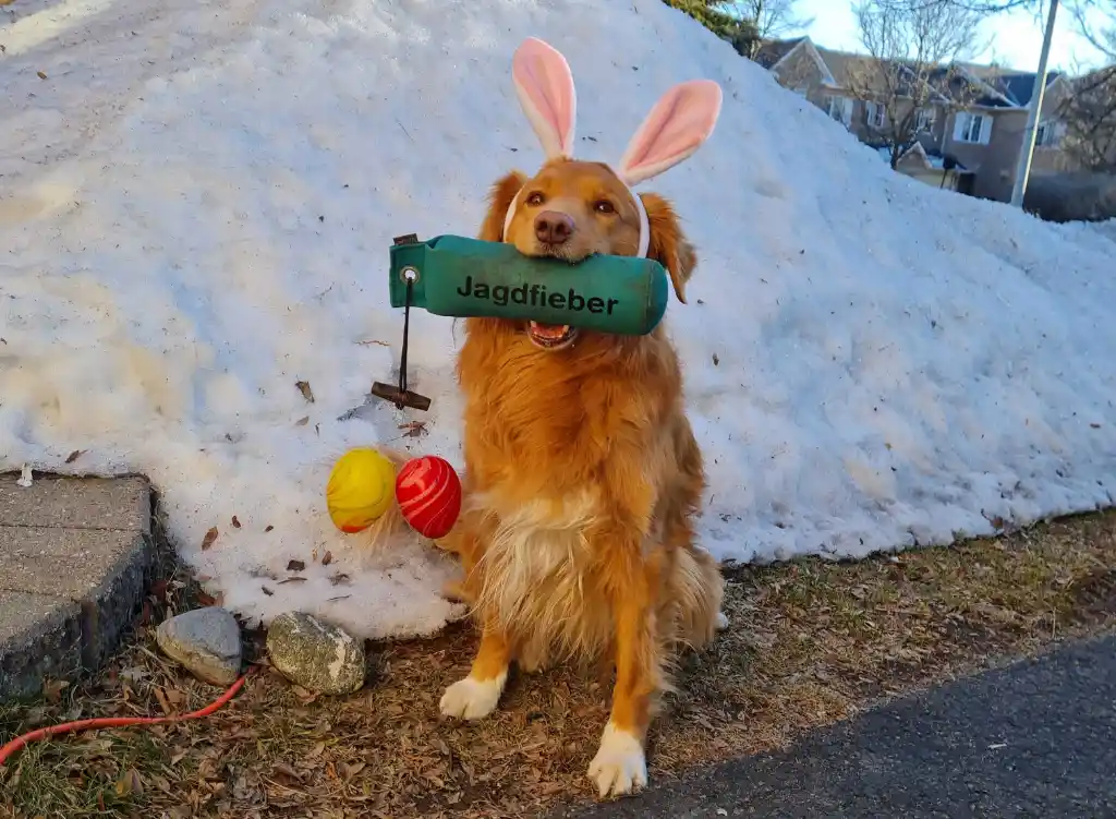 Ostern mit Hund