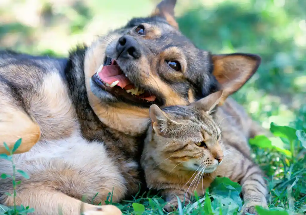 World Health Day: Prevention also for our dogs