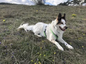 Protect dogs and cats from ticks